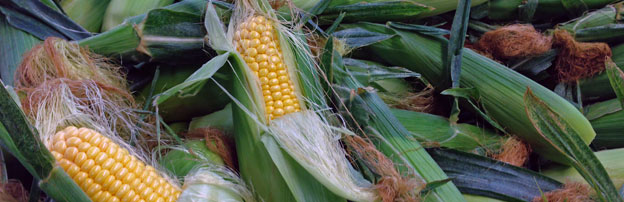 corn